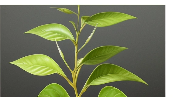 Изображение ветки эвкалипта с характерными листьями и цветами, подчеркивающее природную красоту этого растения.